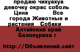 продаю чихуахуа девочку,окрас соболь › Цена ­ 25 000 - Все города Животные и растения » Собаки   . Алтайский край,Белокуриха г.